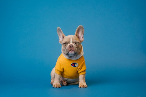 French Bulldog original photo