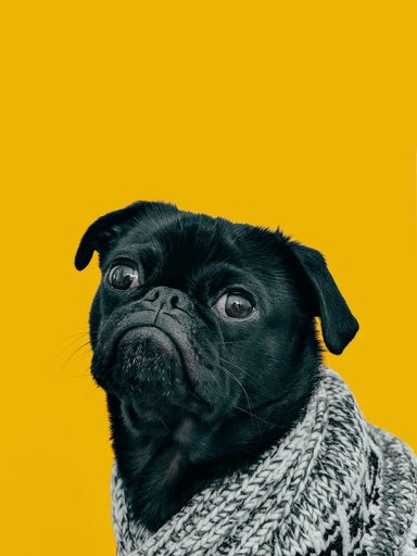Pug original photo